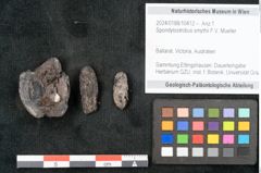 Foto (Objekt + Etikett) von Spondylostrobus smythii F.V. Mueller (NHMW-GEO-2024-0188-10412)